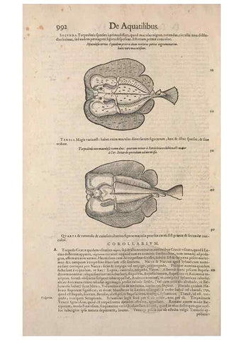 Reproducción/Reproduction 14948673444: Conradi Gesneri medici Tigurini Historiae animalium liber IV :. Francofurti :In Bibliopolio Andreae Cambieri,anno MDCIIII [1604]