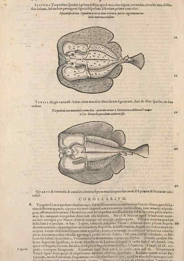 Reproducción/Reproduction 14948673444: Conradi Gesneri medici Tigurini Historiae animalium liber IV :. Francofurti :In Bibliopolio Andreae Cambieri,anno MDCIIII [1604]