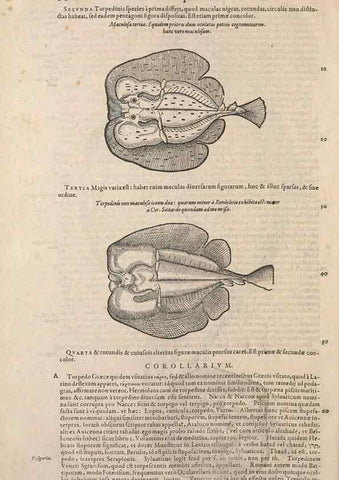 Reproducción/Reproduction 14948673444: Conradi Gesneri medici Tigurini Historiae animalium liber IV :. Francofurti :In Bibliopolio Andreae Cambieri,anno MDCIIII [1604]