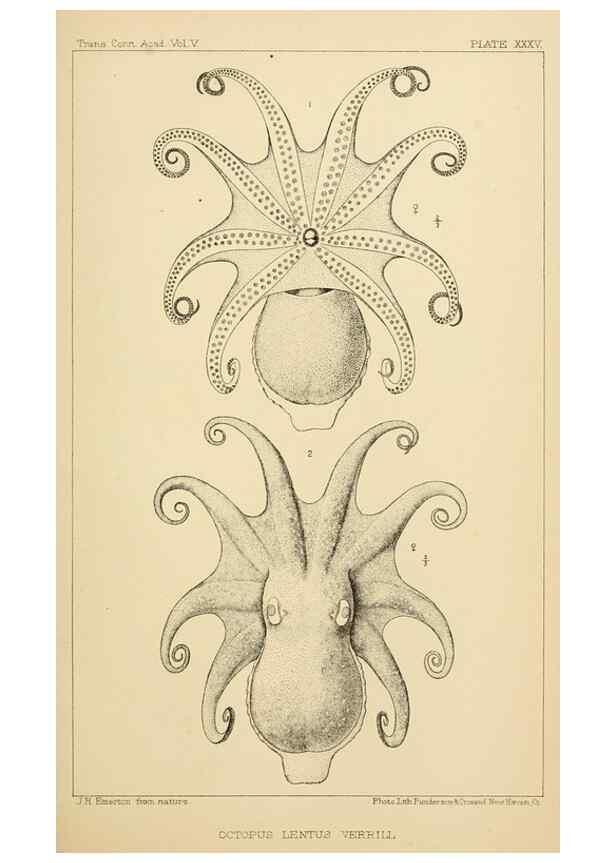 Reproducción/Reproduction 15563716136: The cephalopods of the north-eastern coast of America /. New Haven, Conn. :Connecticut Academy of Sciences,1879-1881