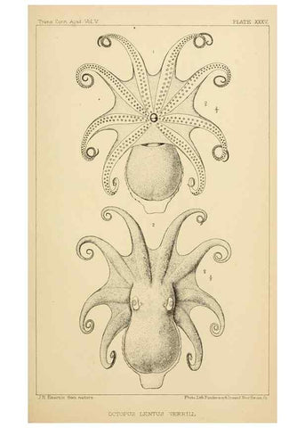 Reproducción/Reproduction 15563716136: The cephalopods of the north-eastern coast of America /. New Haven, Conn. :Connecticut Academy of Sciences,1879-1881