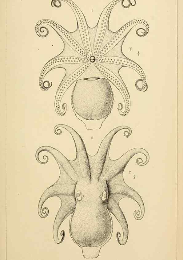 Reproducción/Reproduction 15563716136: The cephalopods of the north-eastern coast of America /. New Haven, Conn. :Connecticut Academy of Sciences,1879-1881