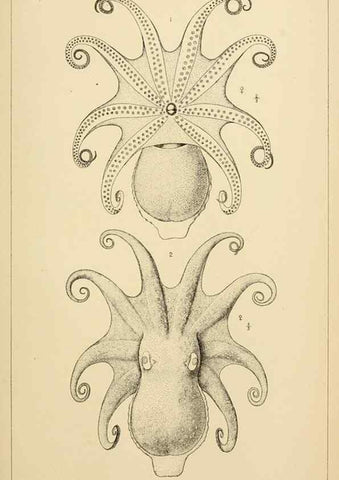 Reproducción/Reproduction 15563716136: The cephalopods of the north-eastern coast of America /. New Haven, Conn. :Connecticut Academy of Sciences,1879-1881