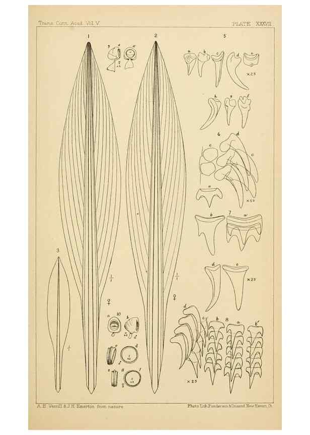 Reproducción/Reproduction 15401794990: The cephalopods of the north-eastern coast of America /. New Haven, Conn. :Connecticut Academy of Sciences,1879-1881