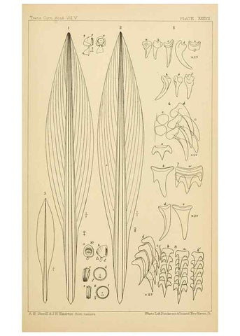 Reproducción/Reproduction 15401794990: The cephalopods of the north-eastern coast of America /. New Haven, Conn. :Connecticut Academy of Sciences,1879-1881