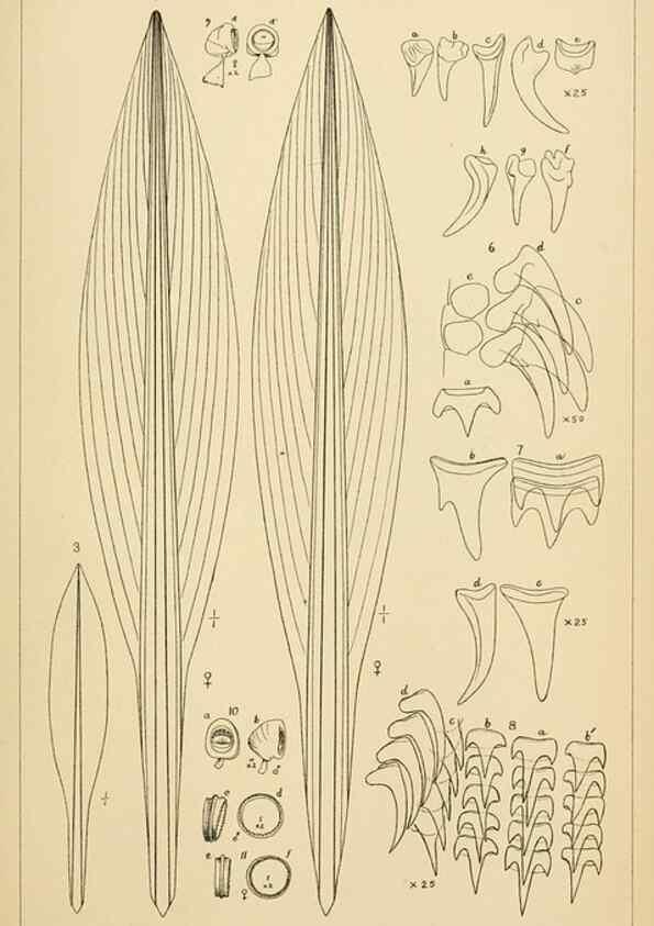 Reproducción/Reproduction 15401794990: The cephalopods of the north-eastern coast of America /. New Haven, Conn. :Connecticut Academy of Sciences,1879-1881