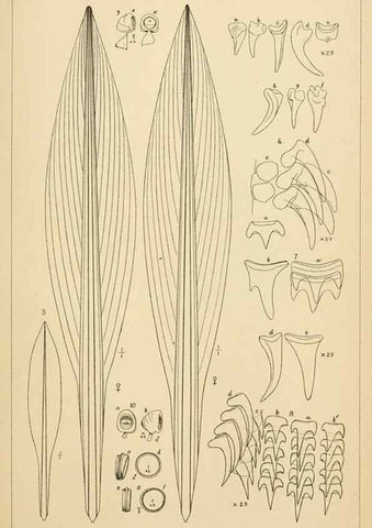 Reproducción/Reproduction 15401794990: The cephalopods of the north-eastern coast of America /. New Haven, Conn. :Connecticut Academy of Sciences,1879-1881
