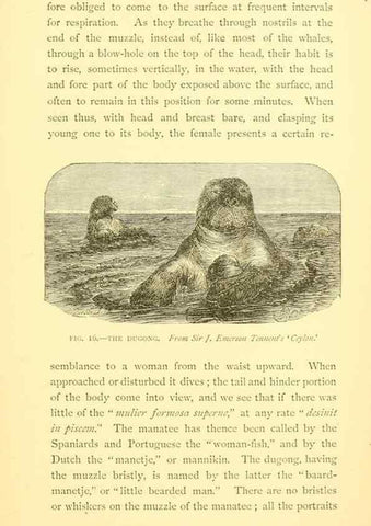 Reproducción/Reproduction 15584909821: Sea fables explained /. London :W. Clowes and sons, ltd.,1883.