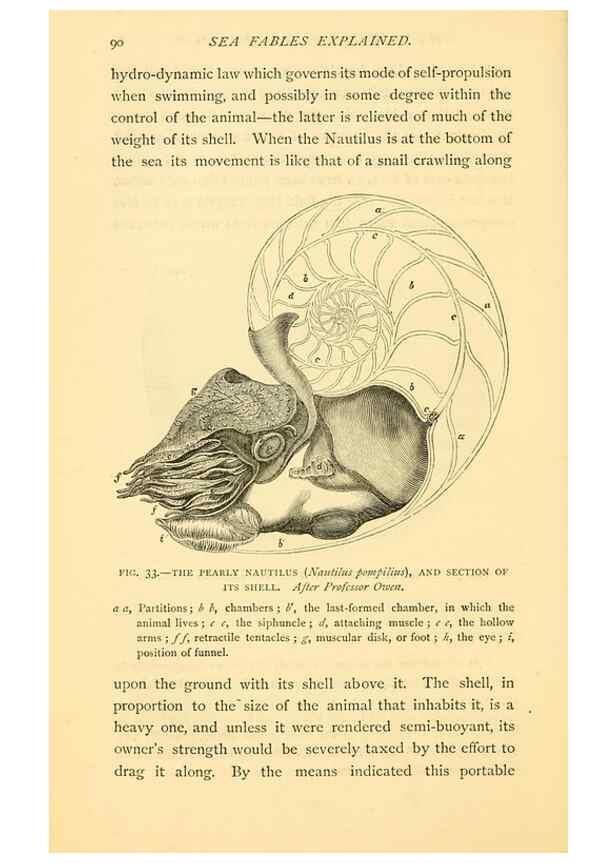 Reproducción/Reproduction 15584929491: Sea fables explained /. London :W. Clowes and sons, ltd.,1883.