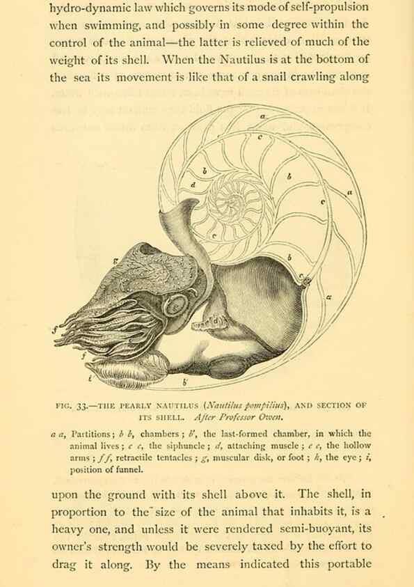 Reproducción/Reproduction 15584929491: Sea fables explained /. London :W. Clowes and sons, ltd.,1883.