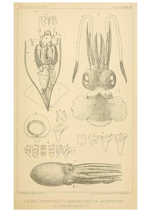 Reproducción/Reproduction 14967252513: The cephalopods of the north-eastern coast of America /. New Haven, Conn. :Connecticut Academy of Sciences,1879-1881