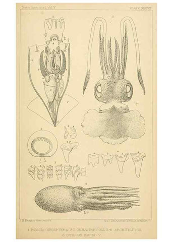 Reproducción/Reproduction 14967252513: The cephalopods of the north-eastern coast of America /. New Haven, Conn. :Connecticut Academy of Sciences,1879-1881