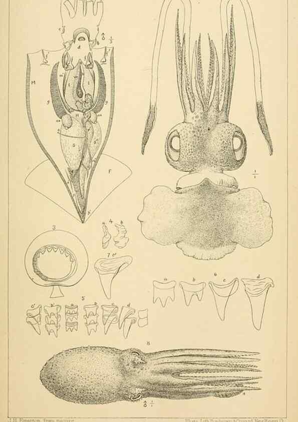 Reproducción/Reproduction 14967252513: The cephalopods of the north-eastern coast of America /. New Haven, Conn. :Connecticut Academy of Sciences,1879-1881