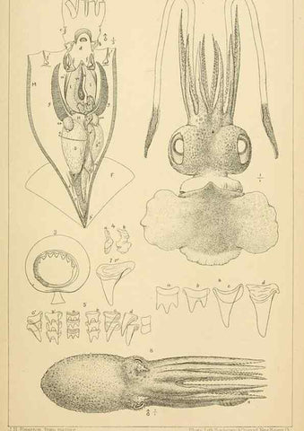 Reproducción/Reproduction 14967252513: The cephalopods of the north-eastern coast of America /. New Haven, Conn. :Connecticut Academy of Sciences,1879-1881
