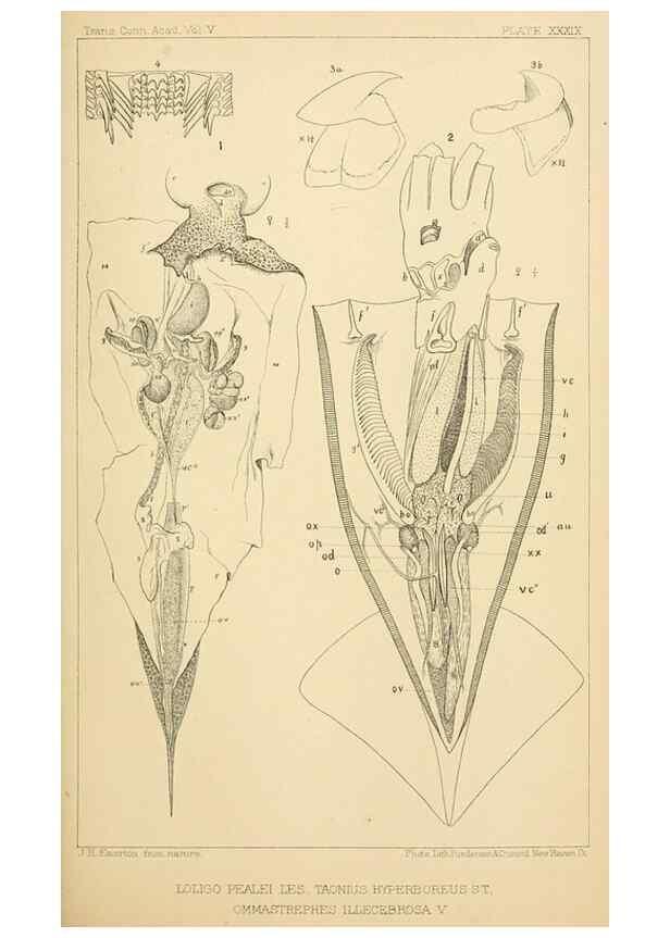 Reproducción/Reproduction 15588246692: The cephalopods of the north-eastern coast of America /. New Haven, Conn. :Connecticut Academy of Sciences,1879-1881