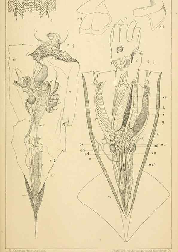 Reproducción/Reproduction 15588246692: The cephalopods of the north-eastern coast of America /. New Haven, Conn. :Connecticut Academy of Sciences,1879-1881