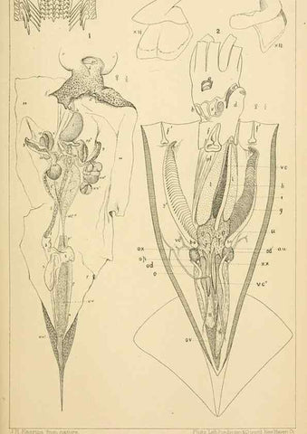 Reproducción/Reproduction 15588246692: The cephalopods of the north-eastern coast of America /. New Haven, Conn. :Connecticut Academy of Sciences,1879-1881