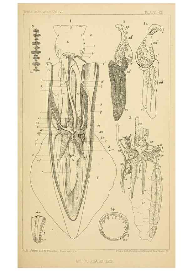 Reproducción/Reproduction 15400792489: The cephalopods of the north-eastern coast of America /. New Haven, Conn. :Connecticut Academy of Sciences,1879-1881