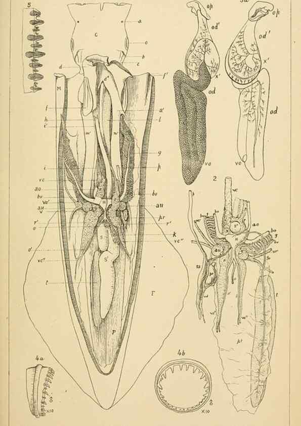 Reproducción/Reproduction 15400792489: The cephalopods of the north-eastern coast of America /. New Haven, Conn. :Connecticut Academy of Sciences,1879-1881