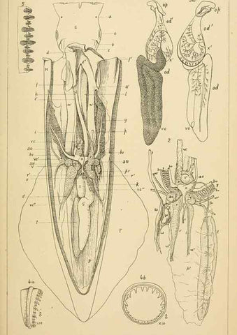 Reproducción/Reproduction 15400792489: The cephalopods of the north-eastern coast of America /. New Haven, Conn. :Connecticut Academy of Sciences,1879-1881