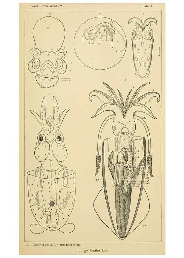 Reproducción/Reproduction 15584752561: The cephalopods of the north-eastern coast of America /. New Haven, Conn. :Connecticut Academy of Sciences,1879-1881
