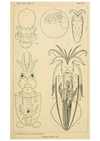 Reproducción/Reproduction 15584752561: The cephalopods of the north-eastern coast of America /. New Haven, Conn. :Connecticut Academy of Sciences,1879-1881