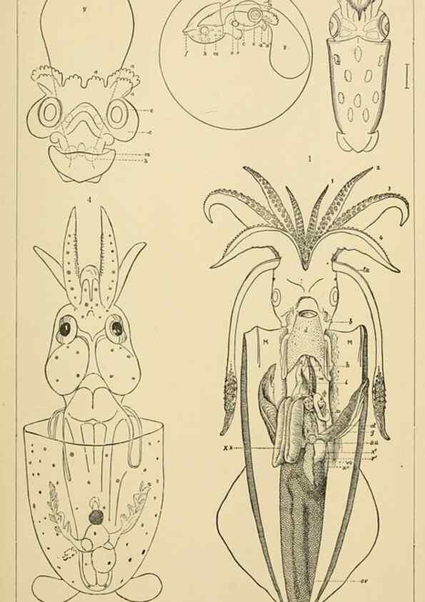 Reproducción/Reproduction 15584752561: The cephalopods of the north-eastern coast of America /. New Haven, Conn. :Connecticut Academy of Sciences,1879-1881