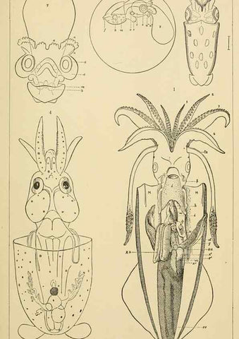 Reproducción/Reproduction 15584752561: The cephalopods of the north-eastern coast of America /. New Haven, Conn. :Connecticut Academy of Sciences,1879-1881