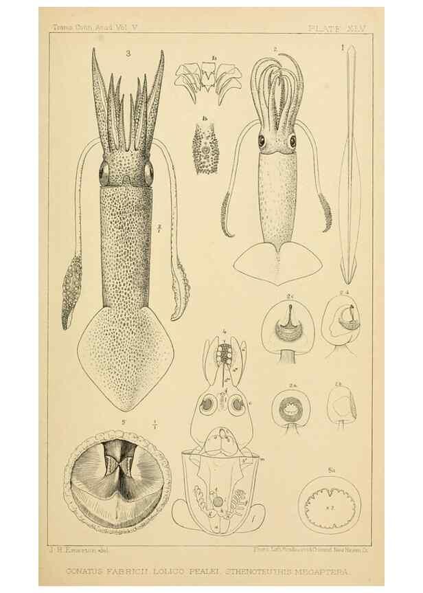 Reproducción/Reproduction 15401293568: The cephalopods of the north-eastern coast of America /. New Haven, Conn. :Connecticut Academy of Sciences,1879-1881