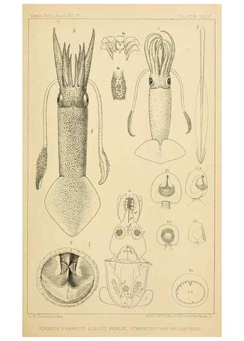 Reproducción/Reproduction 15401293568: The cephalopods of the north-eastern coast of America /. New Haven, Conn. :Connecticut Academy of Sciences,1879-1881