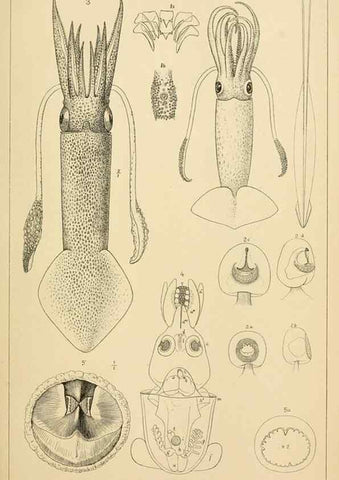 Reproducción/Reproduction 15401293568: The cephalopods of the north-eastern coast of America /. New Haven, Conn. :Connecticut Academy of Sciences,1879-1881