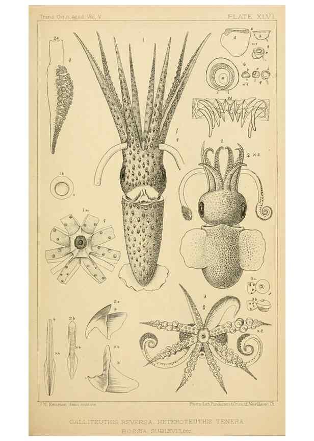 Reproducción/Reproduction 15401295708: The cephalopods of the north-eastern coast of America /. New Haven, Conn. :Connecticut Academy of Sciences,1879-1881