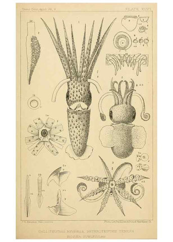 Reproducción/Reproduction 15401295708: The cephalopods of the north-eastern coast of America /. New Haven, Conn. :Connecticut Academy of Sciences,1879-1881