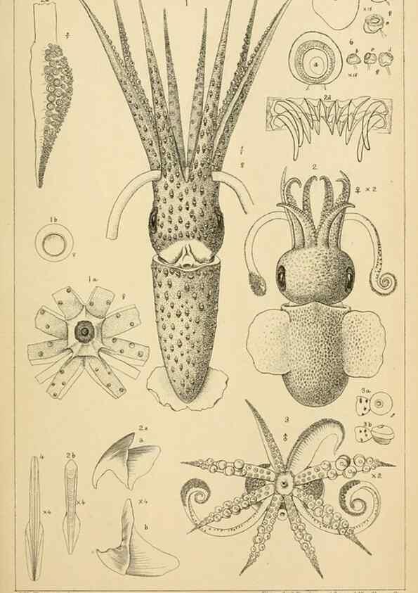 Reproducción/Reproduction 15401295708: The cephalopods of the north-eastern coast of America /. New Haven, Conn. :Connecticut Academy of Sciences,1879-1881