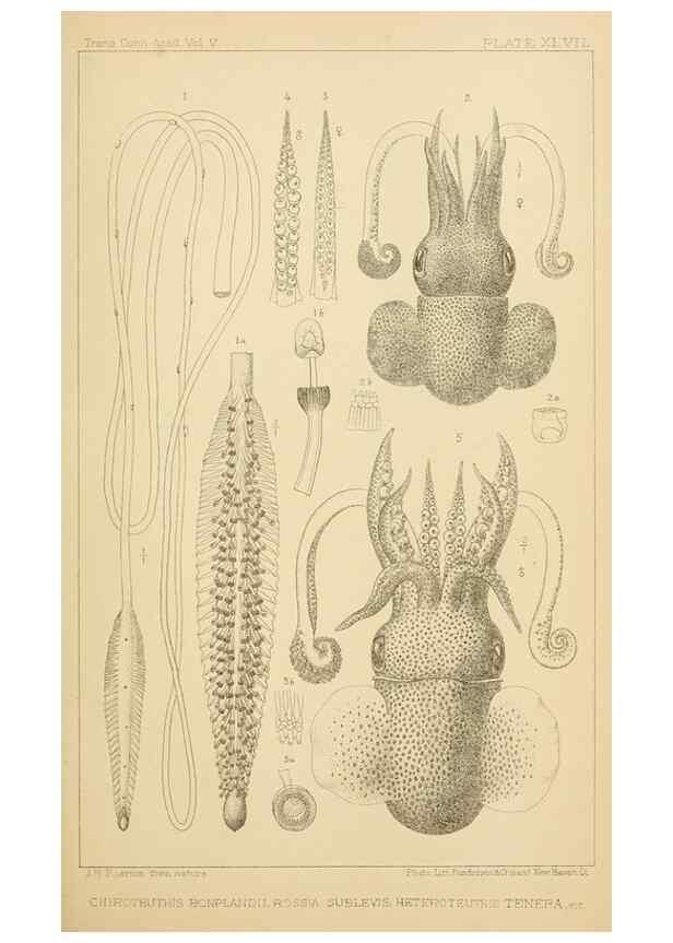 Reproducción/Reproduction 15563733626: The cephalopods of the north-eastern coast of America /. New Haven, Conn. :Connecticut Academy of Sciences,1879-1881