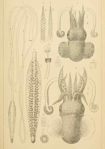 Reproducción/Reproduction 15563733626: The cephalopods of the north-eastern coast of America /. New Haven, Conn. :Connecticut Academy of Sciences,1879-1881