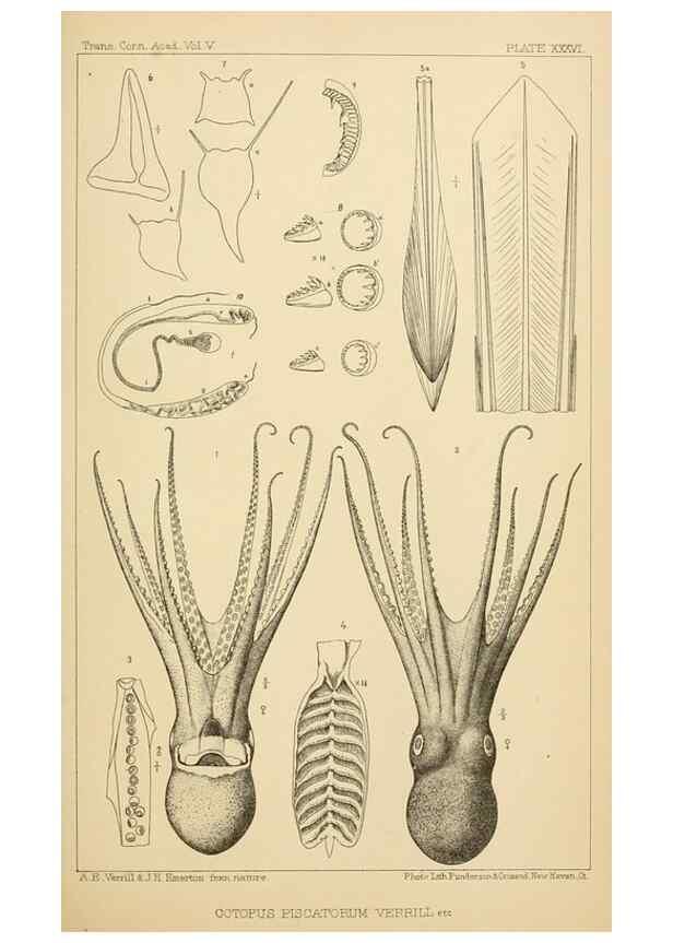 Reproducción/Reproduction 15401402807: The cephalopods of the north-eastern coast of America /. New Haven, Conn. :Connecticut Academy of Sciences,1879-1881