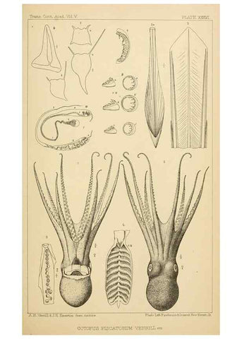 Reproducción/Reproduction 15401402807: The cephalopods of the north-eastern coast of America /. New Haven, Conn. :Connecticut Academy of Sciences,1879-1881