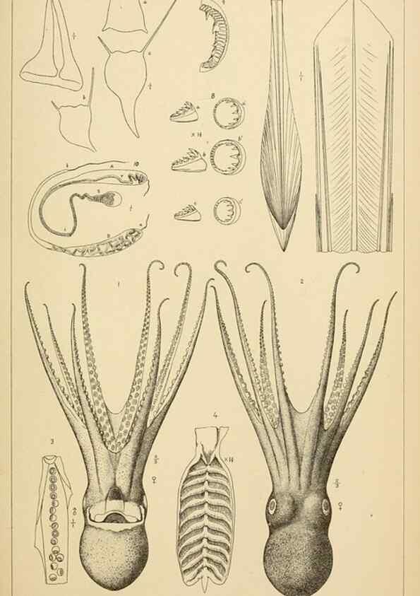 Reproducción/Reproduction 15401402807: The cephalopods of the north-eastern coast of America /. New Haven, Conn. :Connecticut Academy of Sciences,1879-1881