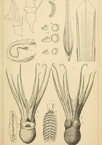 Reproducción/Reproduction 15401402807: The cephalopods of the north-eastern coast of America /. New Haven, Conn. :Connecticut Academy of Sciences,1879-1881
