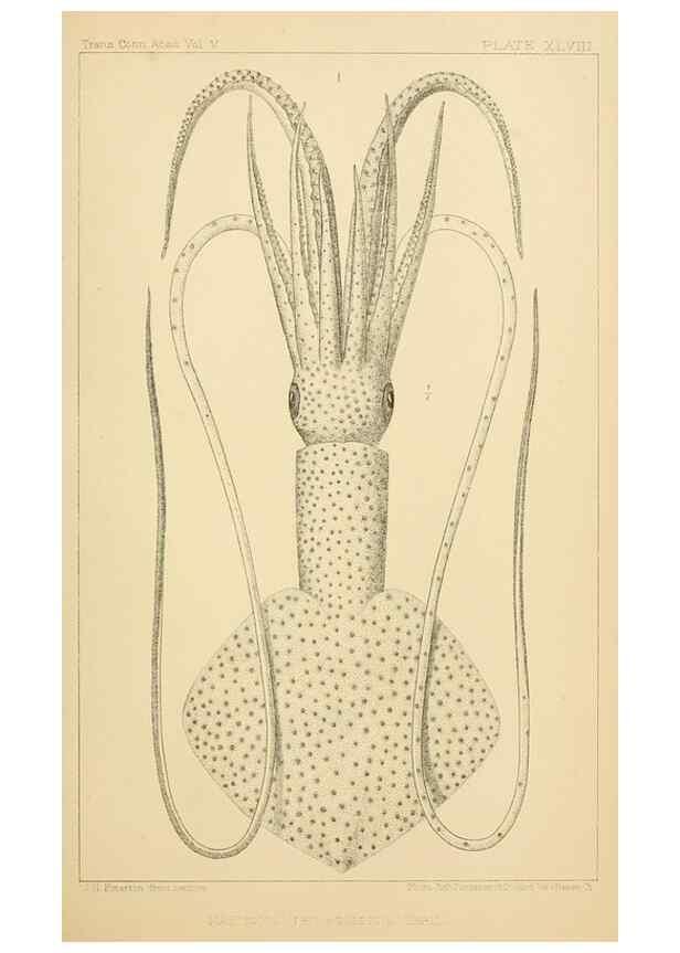 Reproducción/Reproduction 15587419065: The cephalopods of the north-eastern coast of America /. New Haven, Conn. :Connecticut Academy of Sciences,1879-1881