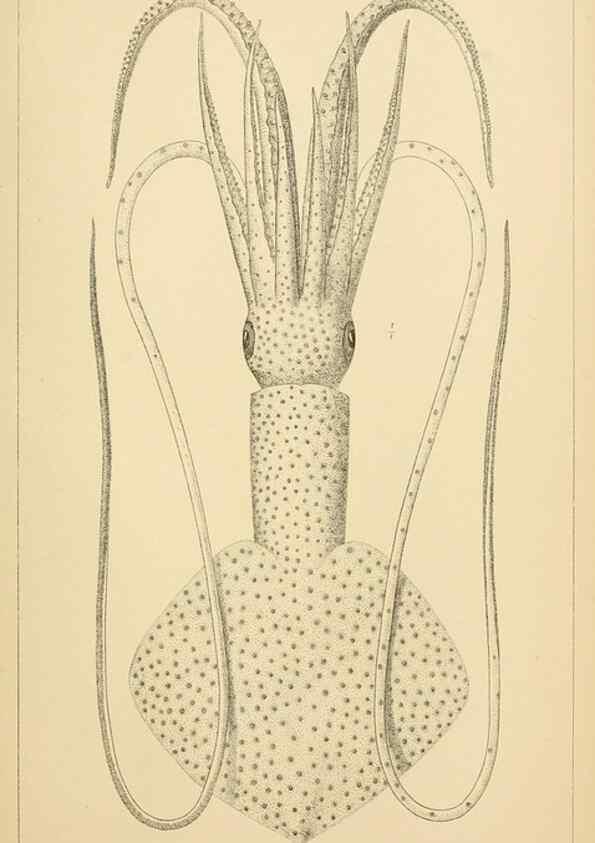 Reproducción/Reproduction 15587419065: The cephalopods of the north-eastern coast of America /. New Haven, Conn. :Connecticut Academy of Sciences,1879-1881