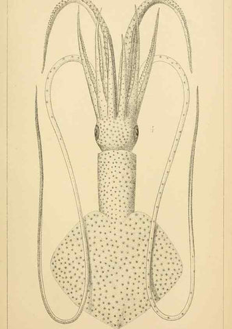 Reproducción/Reproduction 15587419065: The cephalopods of the north-eastern coast of America /. New Haven, Conn. :Connecticut Academy of Sciences,1879-1881