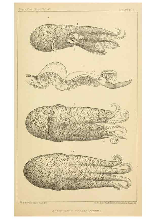 Reproducción/Reproduction 15588261782: The cephalopods of the north-eastern coast of America /. New Haven, Conn. :Connecticut Academy of Sciences,1879-1881