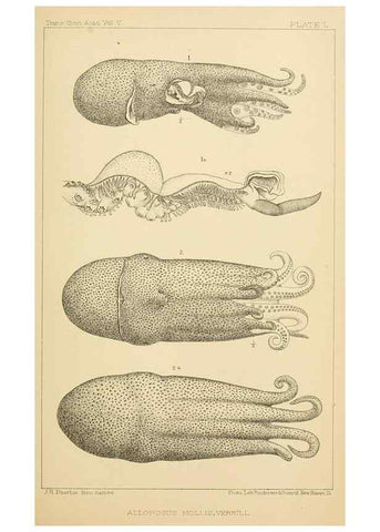 Reproducción/Reproduction 15588261782: The cephalopods of the north-eastern coast of America /. New Haven, Conn. :Connecticut Academy of Sciences,1879-1881