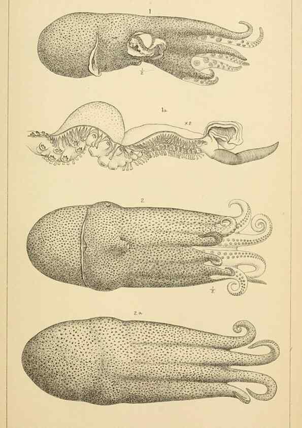 Reproducción/Reproduction 15588261782: The cephalopods of the north-eastern coast of America /. New Haven, Conn. :Connecticut Academy of Sciences,1879-1881