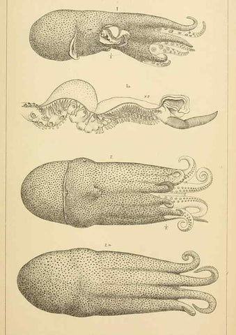 Reproducción/Reproduction 15588261782: The cephalopods of the north-eastern coast of America /. New Haven, Conn. :Connecticut Academy of Sciences,1879-1881
