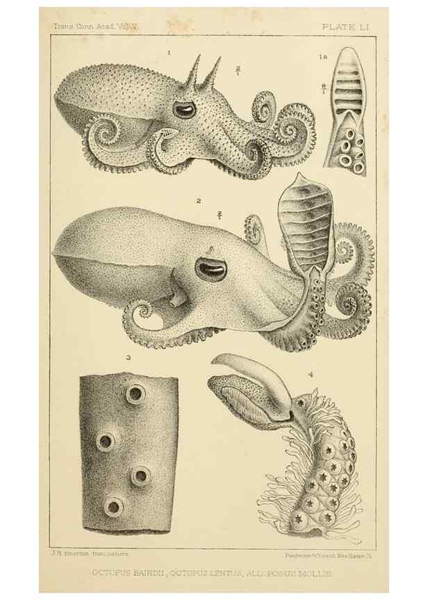 Reproducción/Reproduction 15401304918: The cephalopods of the north-eastern coast of America /. New Haven, Conn. :Connecticut Academy of Sciences,1879-1881