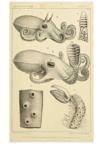 Reproducción/Reproduction 15401304918: The cephalopods of the north-eastern coast of America /. New Haven, Conn. :Connecticut Academy of Sciences,1879-1881