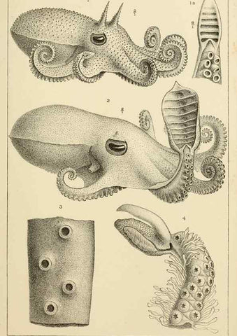 Reproducción/Reproduction 15401304918: The cephalopods of the north-eastern coast of America /. New Haven, Conn. :Connecticut Academy of Sciences,1879-1881